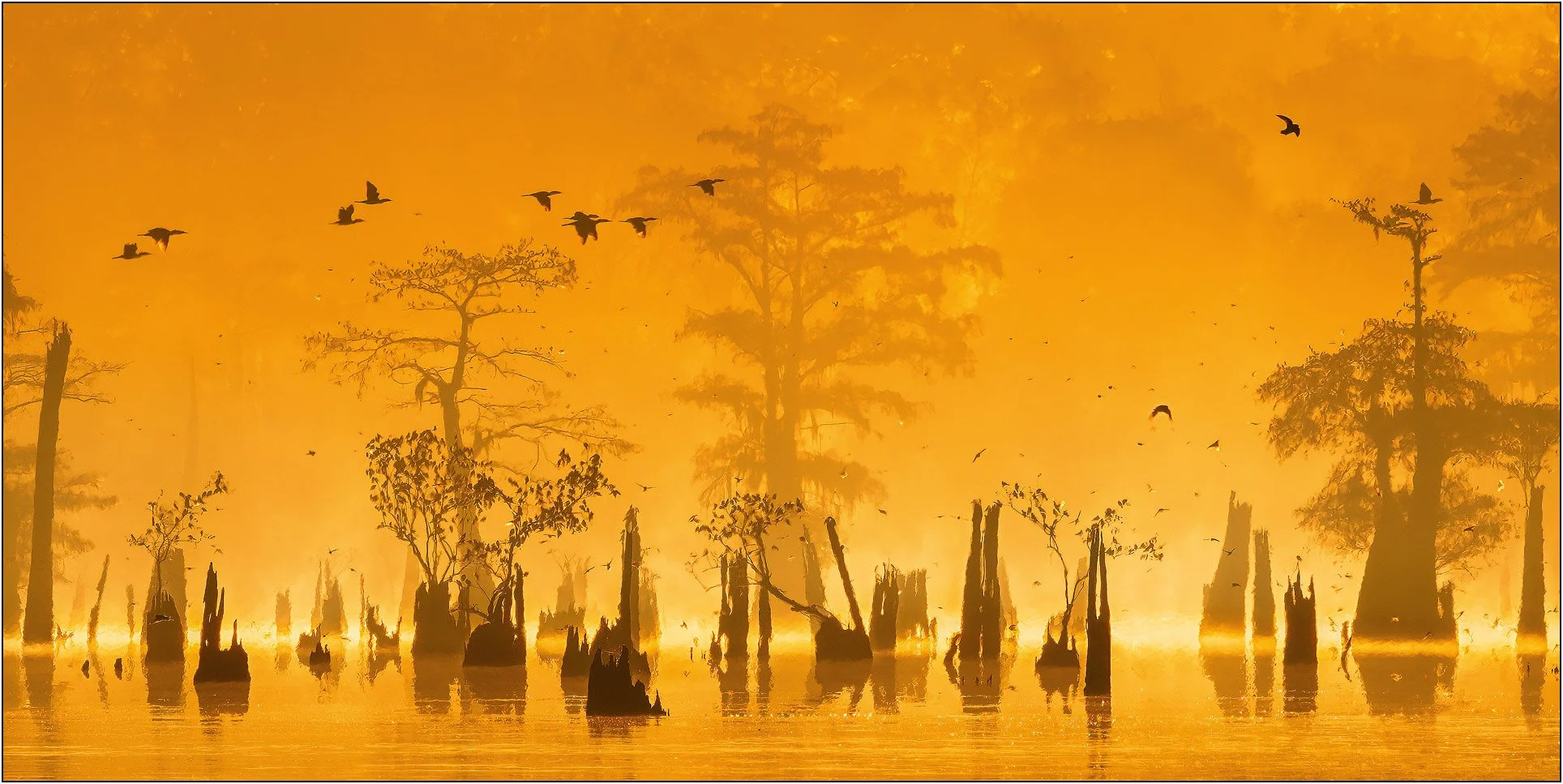 Bald cypress tree silhouette at sunrise in misty southern wetlands with birds resting on the trees and flying around.
