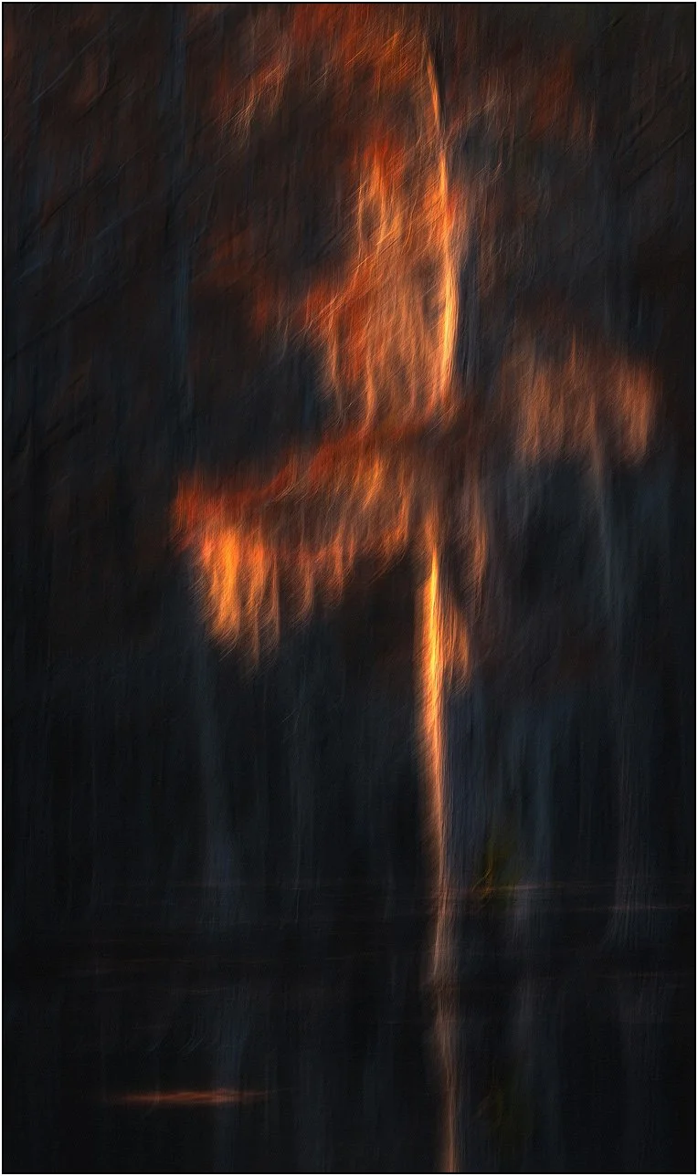 Abstract motion-blurred cypress trees in autumn colors, creating a painterly forest scene.