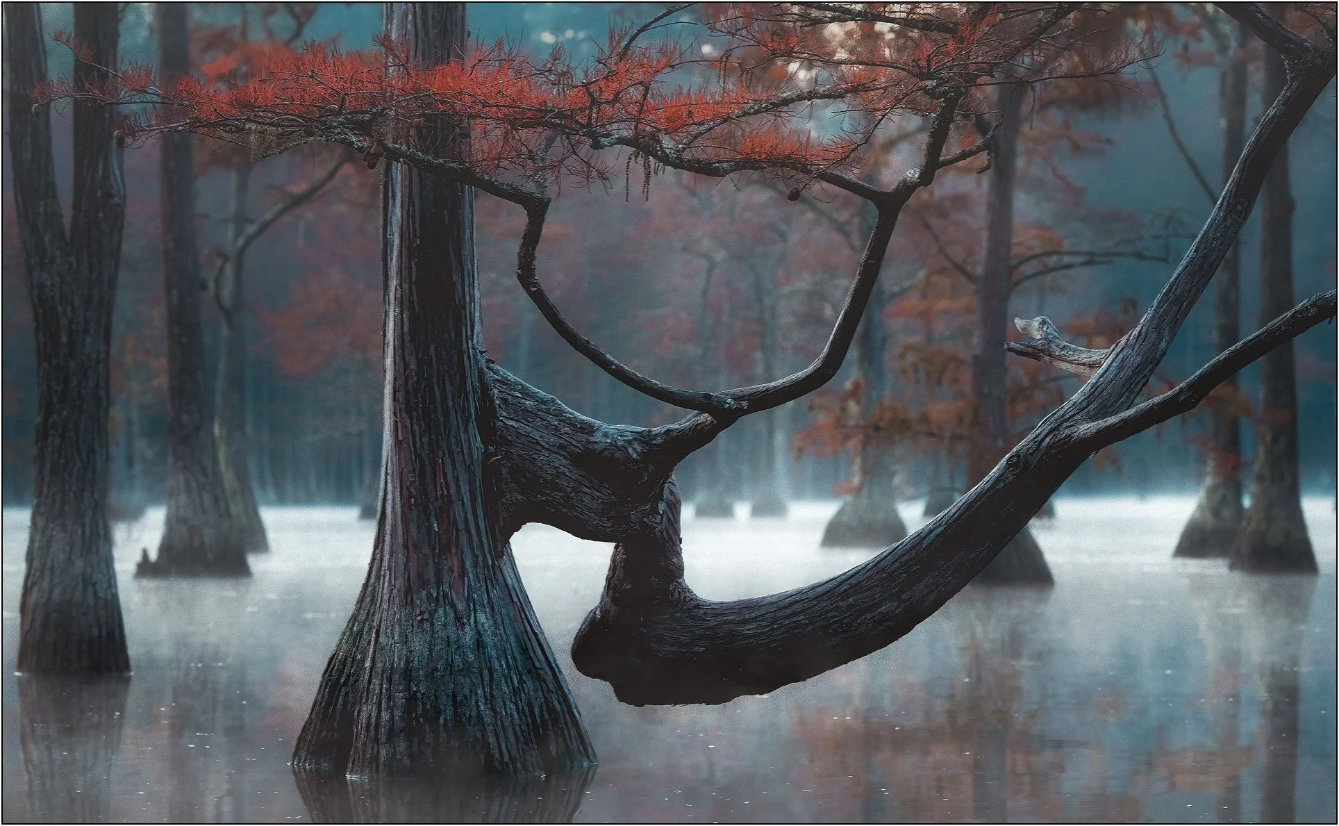 Gnarled cypress tree in misty southern wetlands.