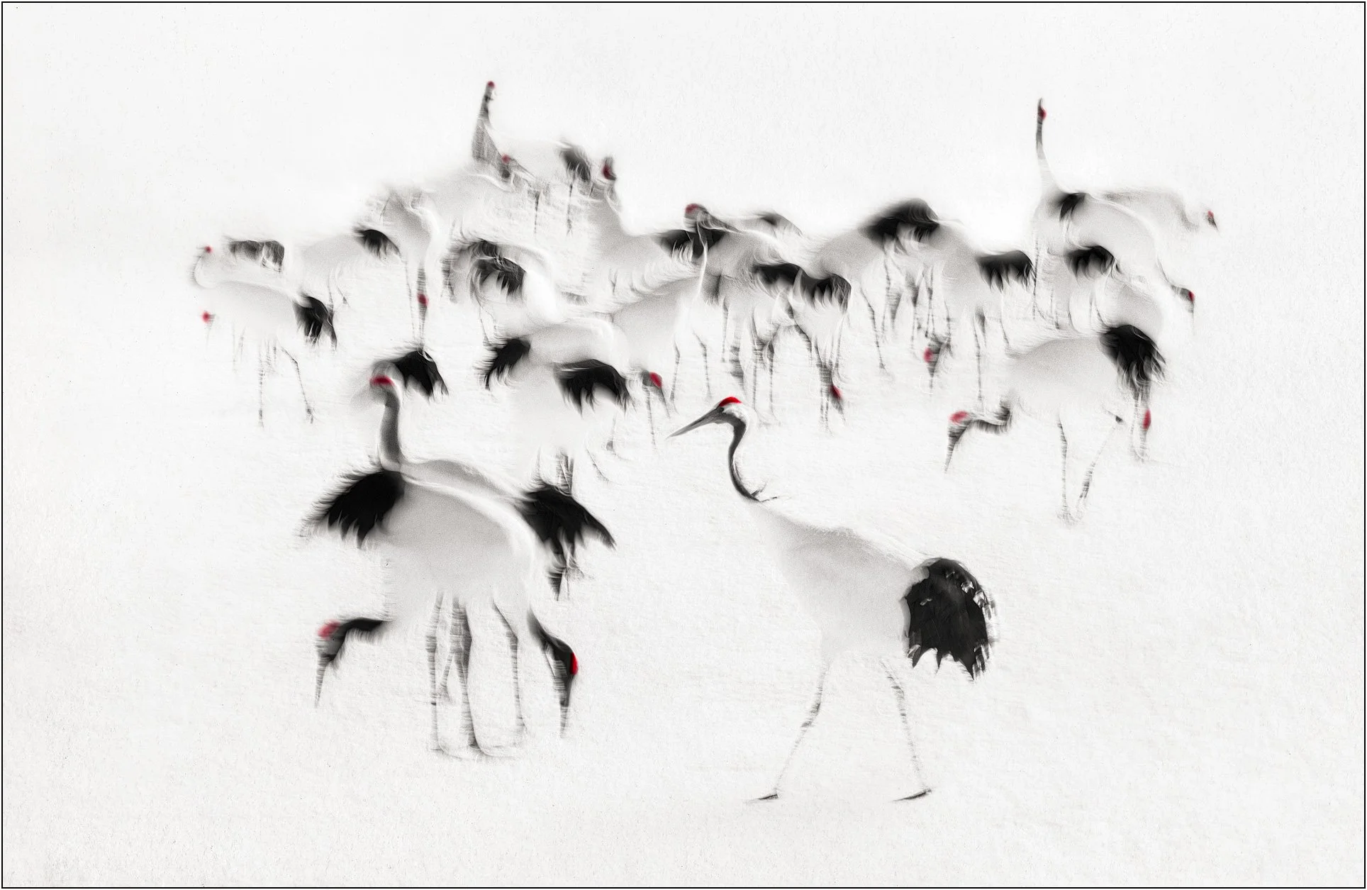Blurred red-crowned cranes forming an abstract impression in snow, Hokkaido, Japan.