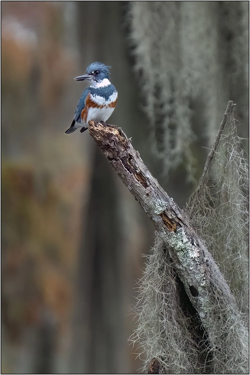 King fisher resting on branch of bald cypress tree in southern wetlands.