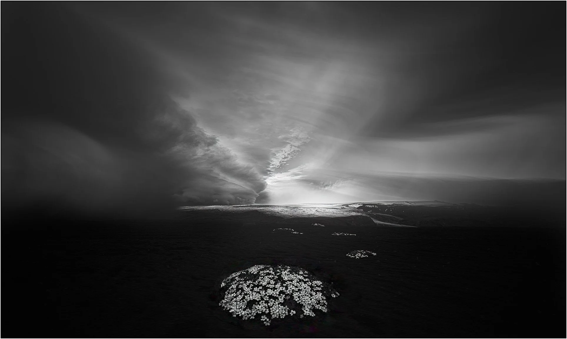 Wild flowers grow on black desert of Iceland, with dramatic clouds in the sky.