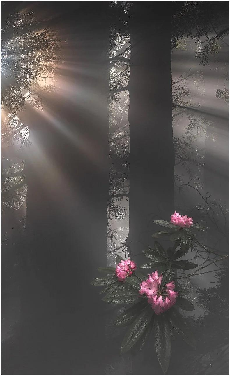 Soft light and shadows in a misty forest with blooming rhododendrons in focus