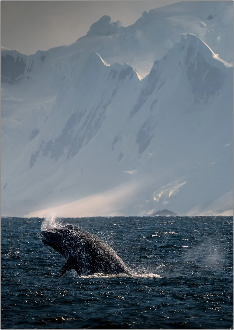 A humpback whale jumps out of the ocean with mountains as background in Antarctica.