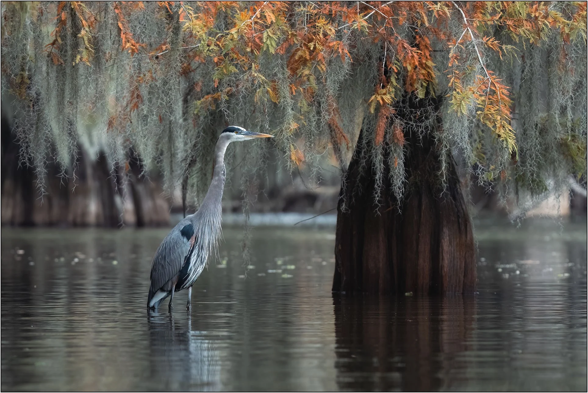 Blue heron under cypress trees in fall colors in southern wetlands.