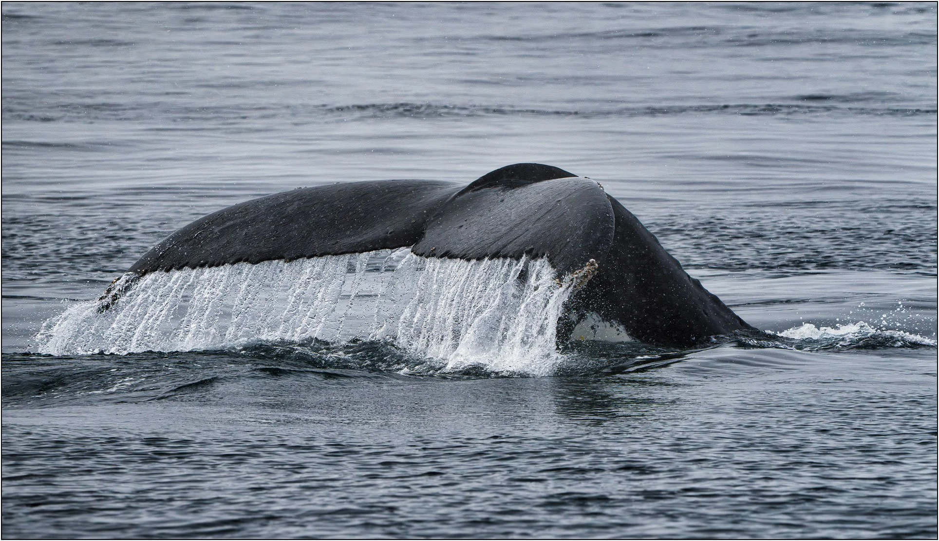 Whale tail with water streaming off in Antarctica.