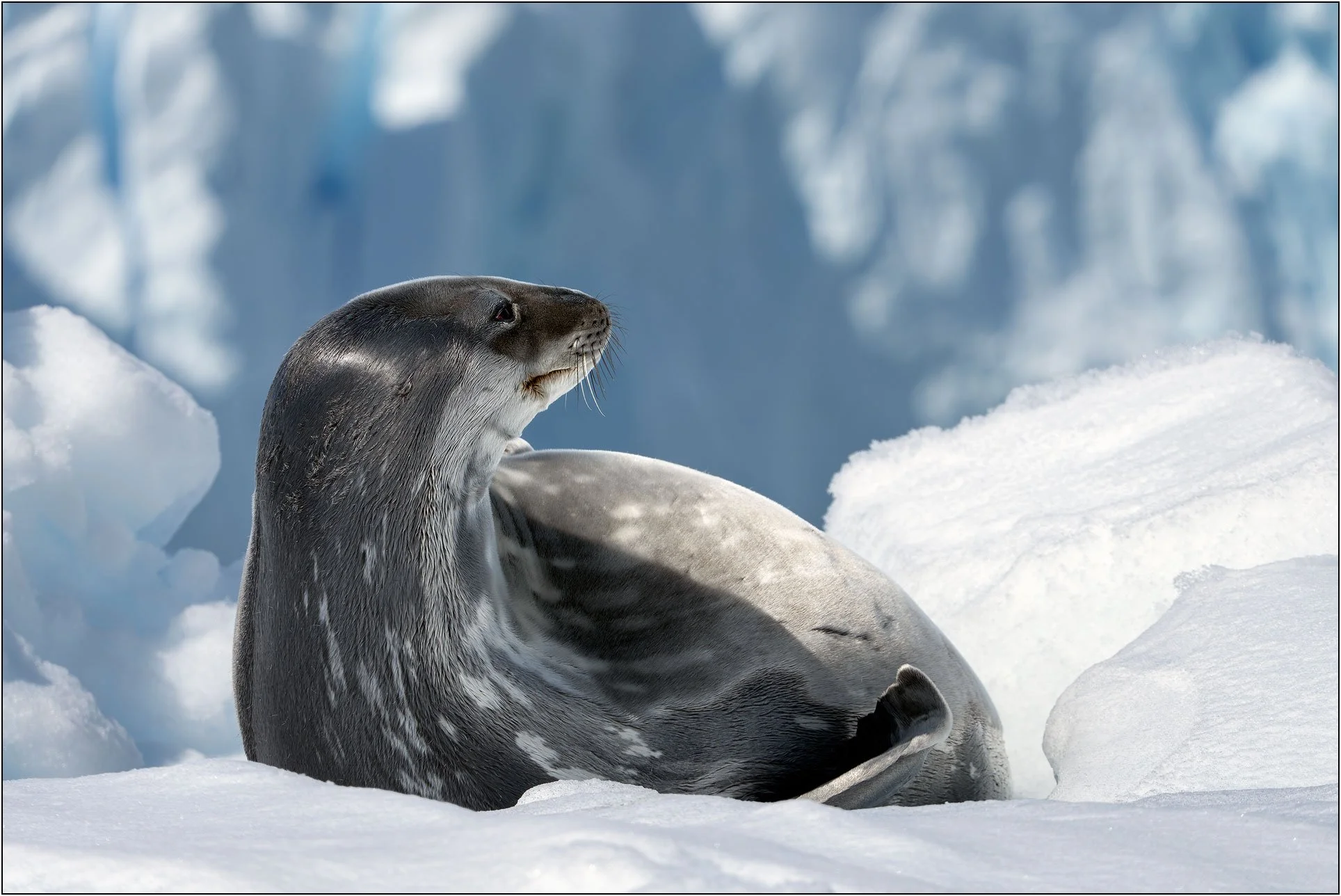 Leopard seal on snow in Antarctica.