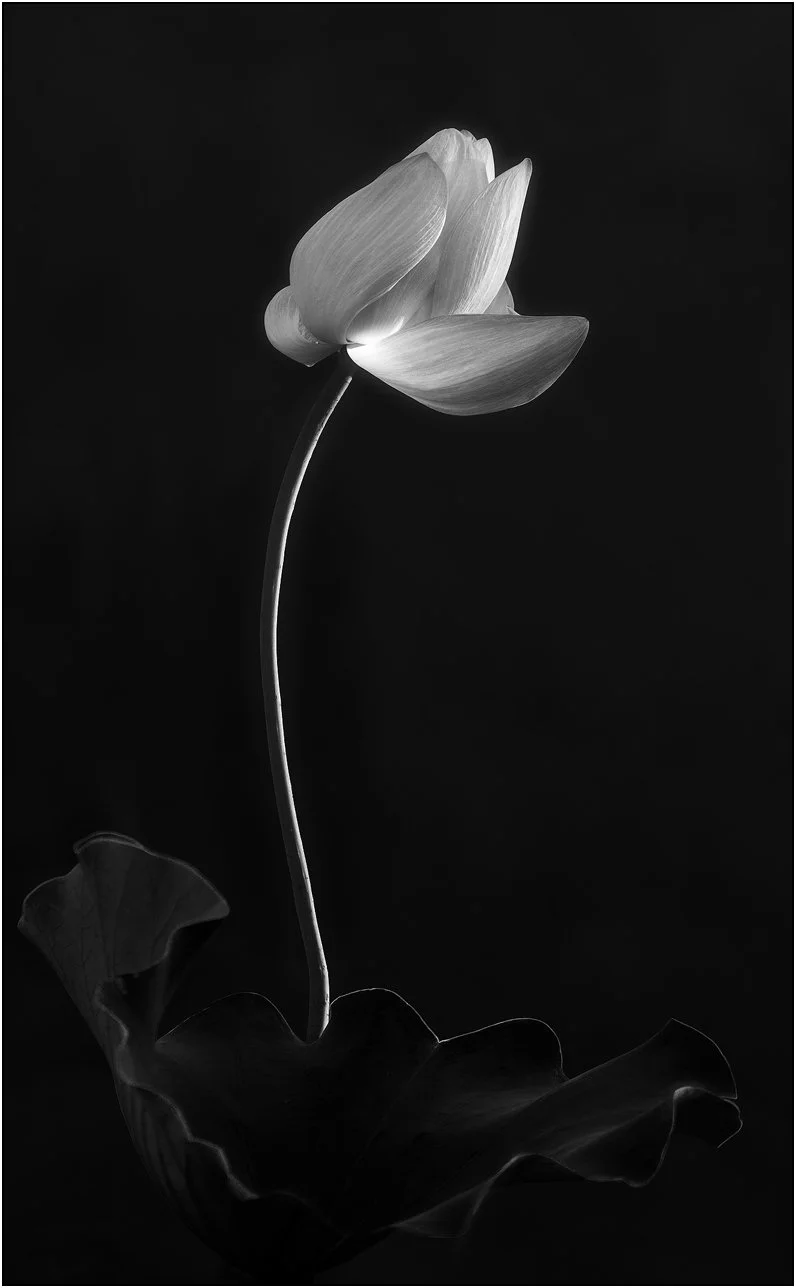 Black and white lotus flower in minimalism style.