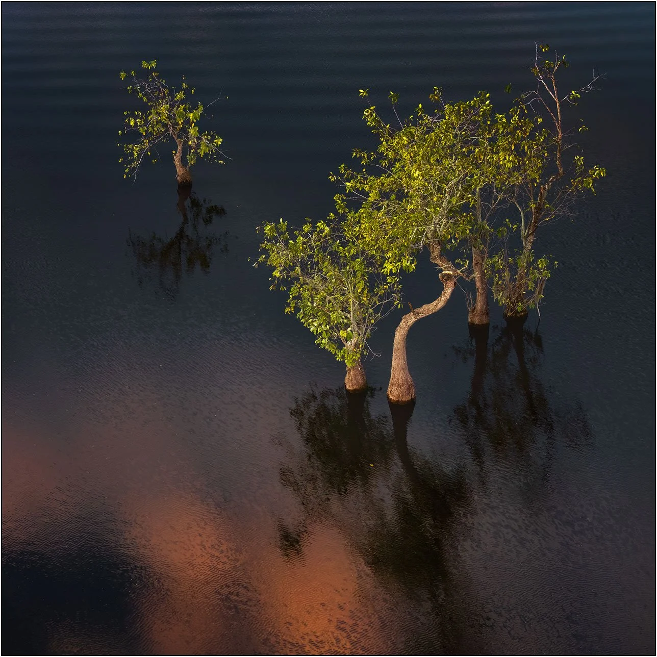 Aerial photograph of tupelo trees in southern wetlands at dusk.