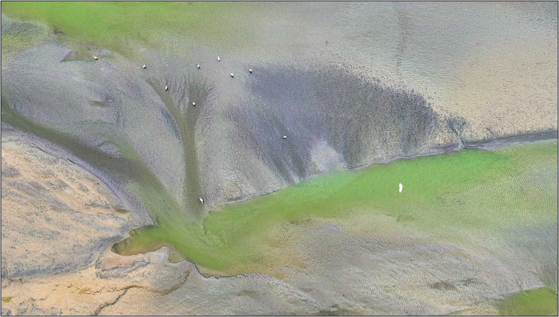 Aerial view of branching tidal flows with subtle color variations and scattered birds