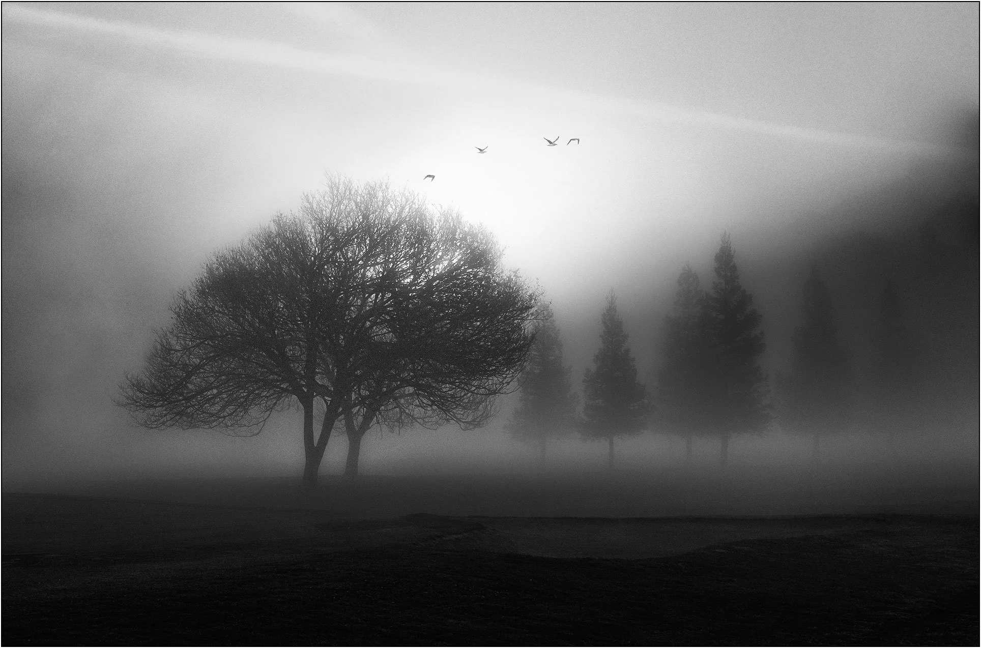 Trees and flying birds in misty landscape.