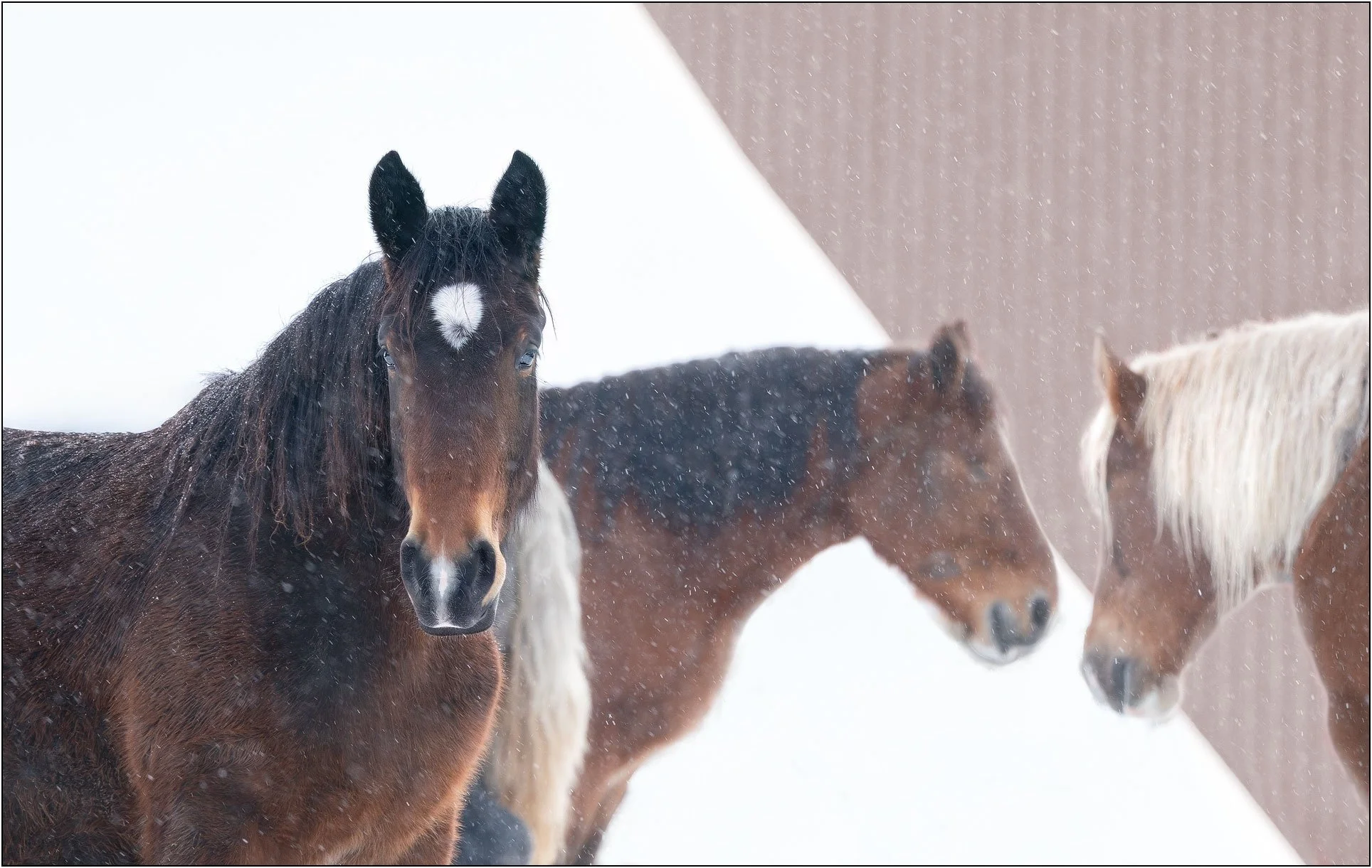 Horses standing in falling snow with soft focus background in a winter scene in Hokkaido, Japan.