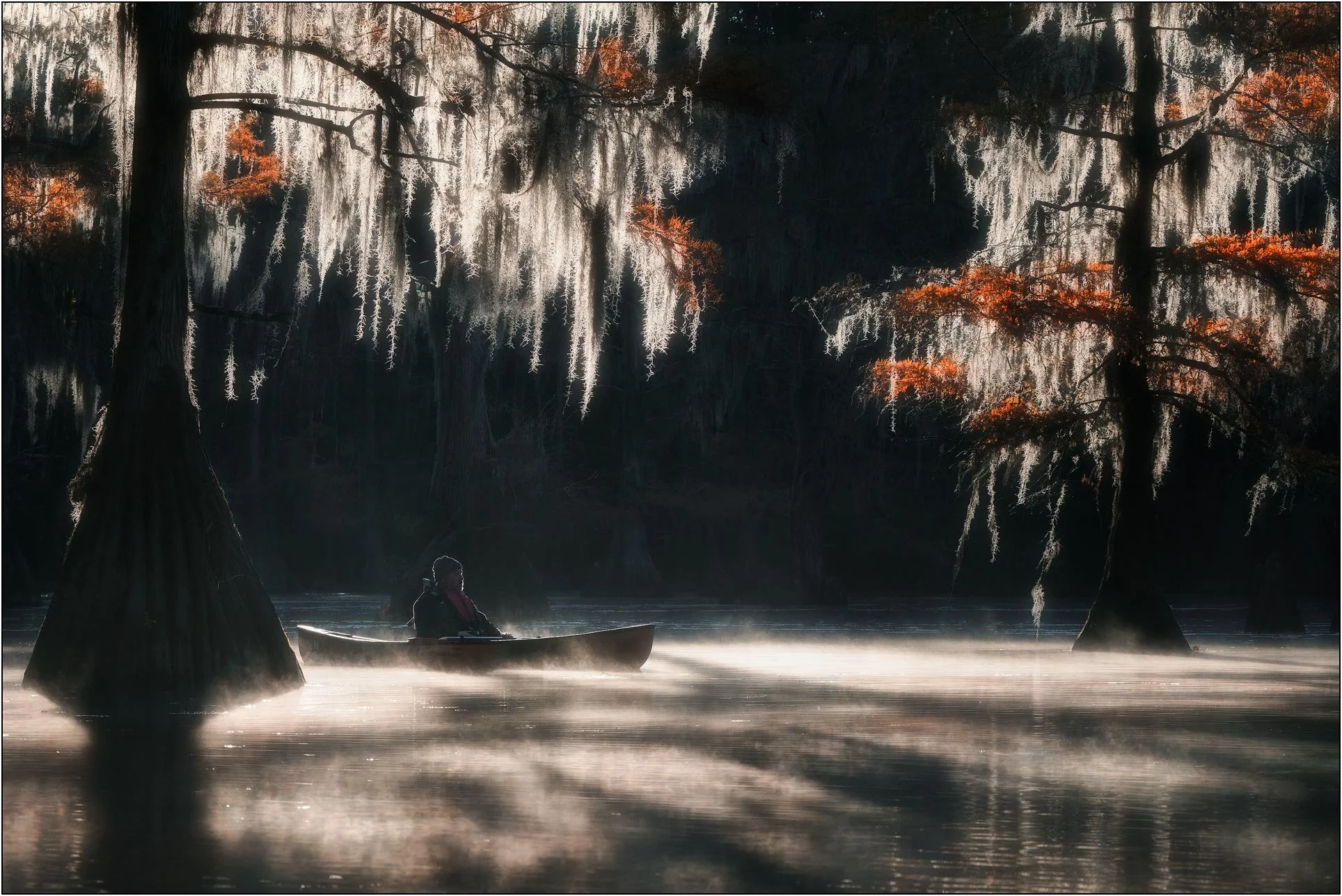 Cypress trees and Spanish moss in misty southern wetlands with a man kayaking under morning light.