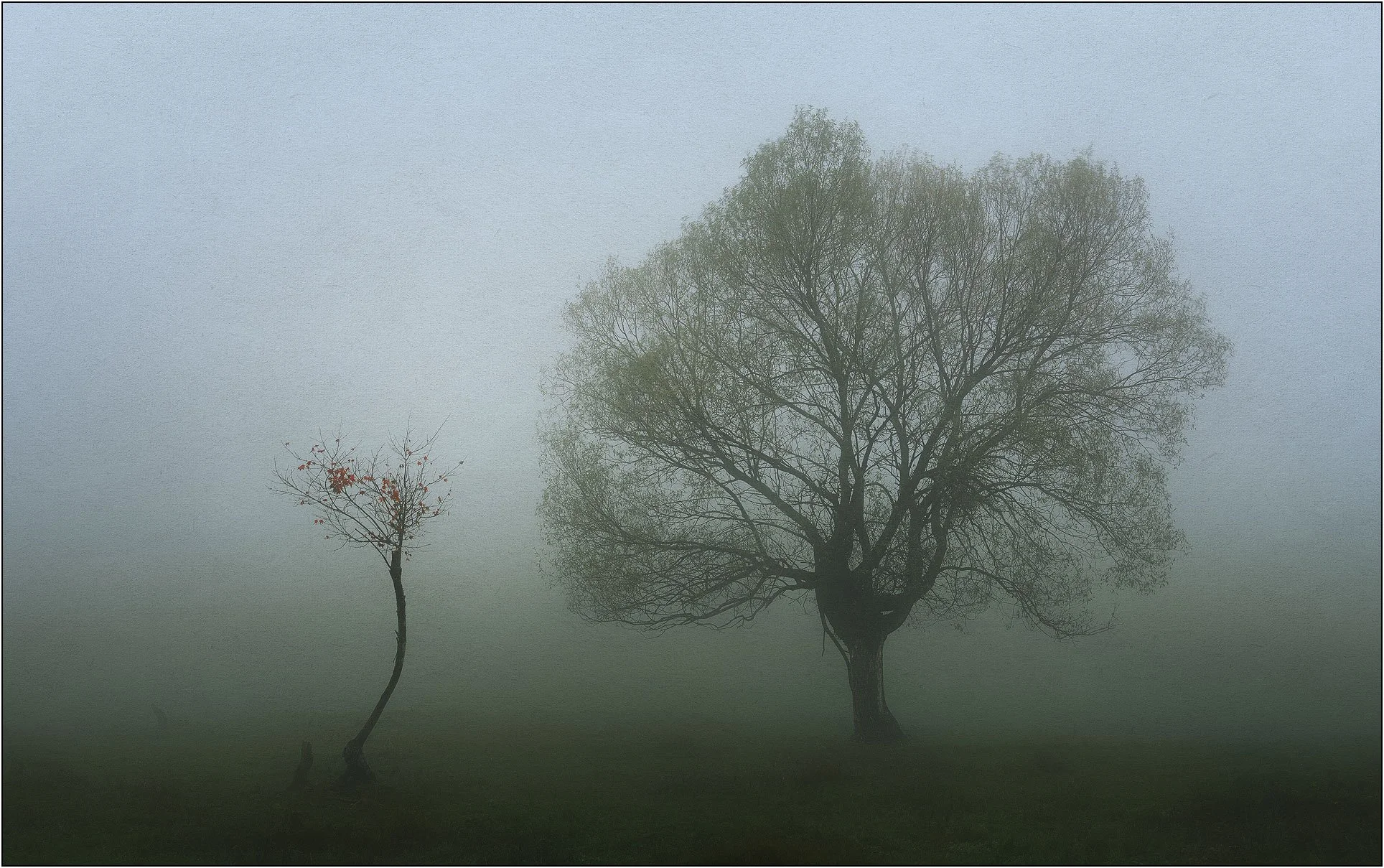 A big tree and a small tree side by side in fog.