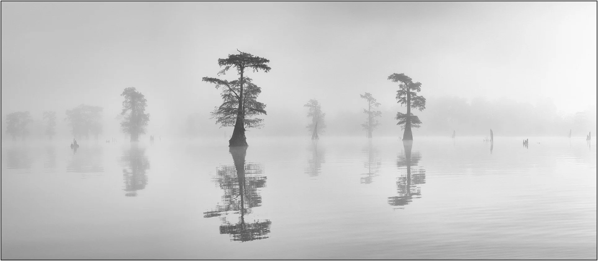 Black and white photograph of cypress trees in misty wetlands with soft reflections on calm water.