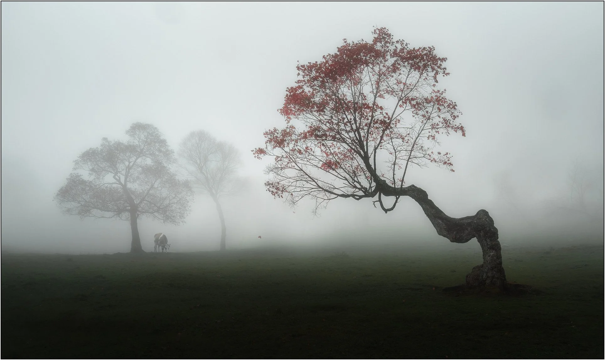 A crooked tree with fall colors in fog.