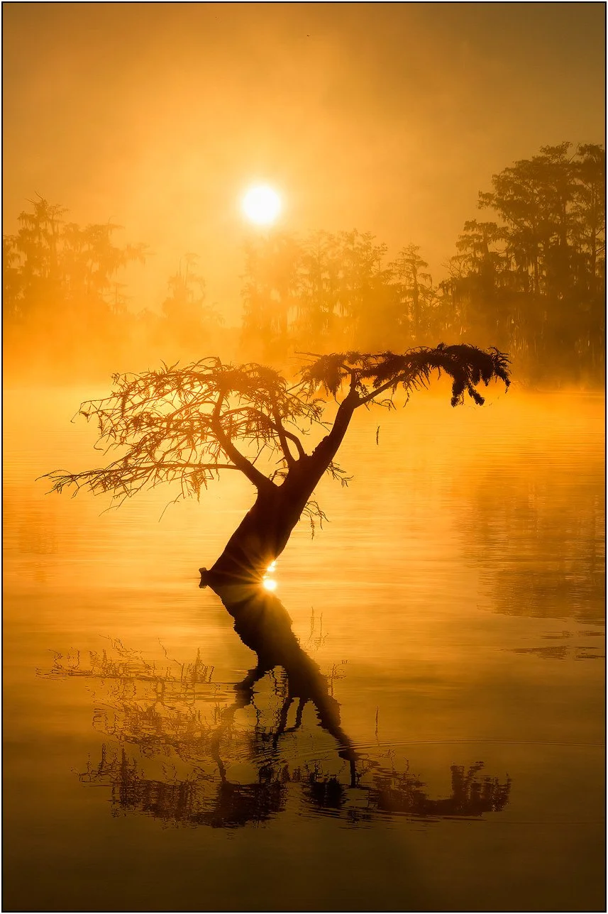 Bald cypress tree silhouette at sunrise in misty southern wetlands with soft reflections on calm water.