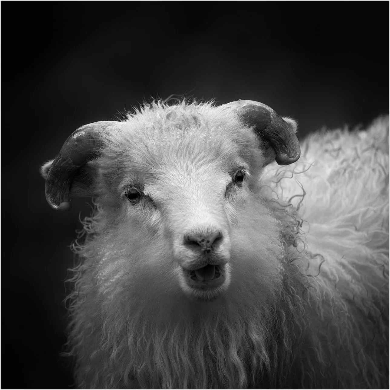 Black and white portrait of a Faroe Islands sheep.