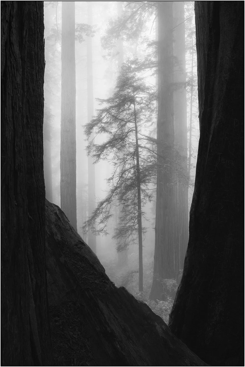 Foggy forest scene with soft light and layered tree silhouettes fading into mist, redwood national park, California.
