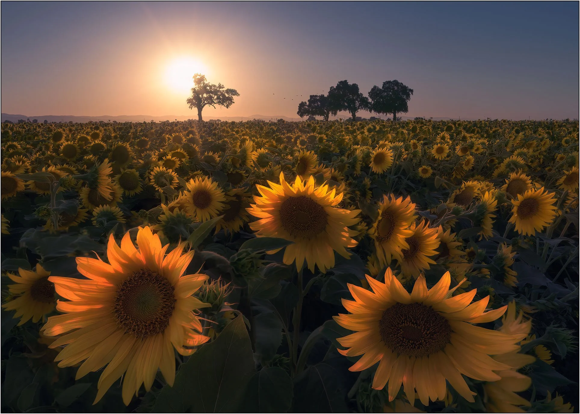 Sunflower field at sunset with glowing petals and silhouetted trees in the distance