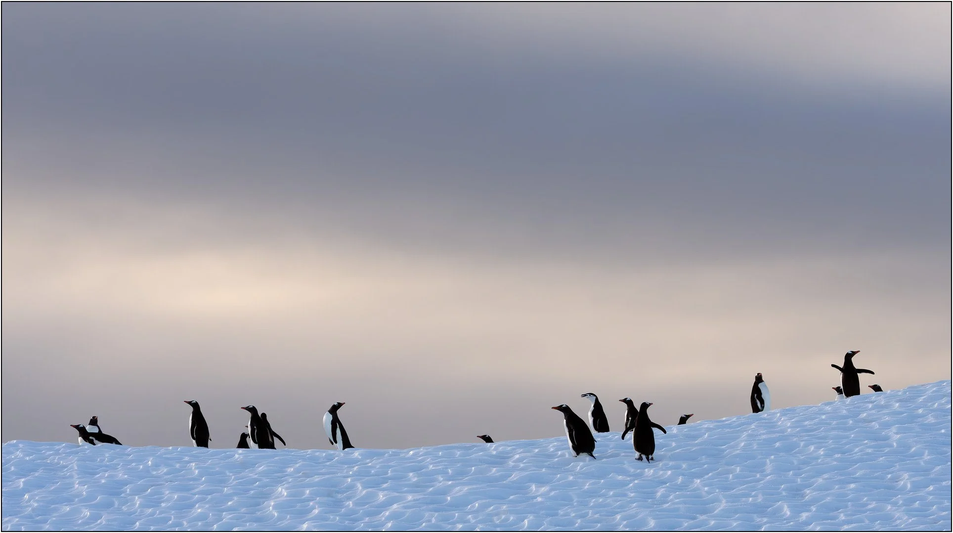 A group of gentoo penguins and one lone chinstrap penguin on iceberg in Antarctica.