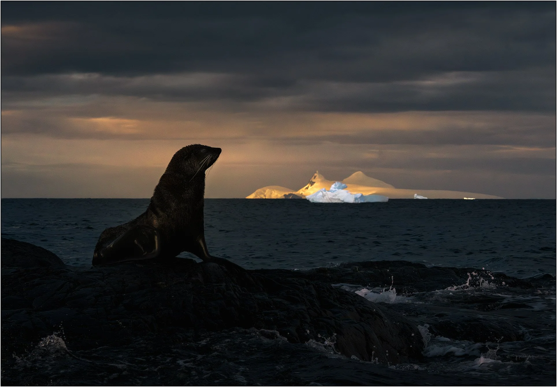 Fur seal on a small island with icebergs floating behind at dusk in Antarctica.