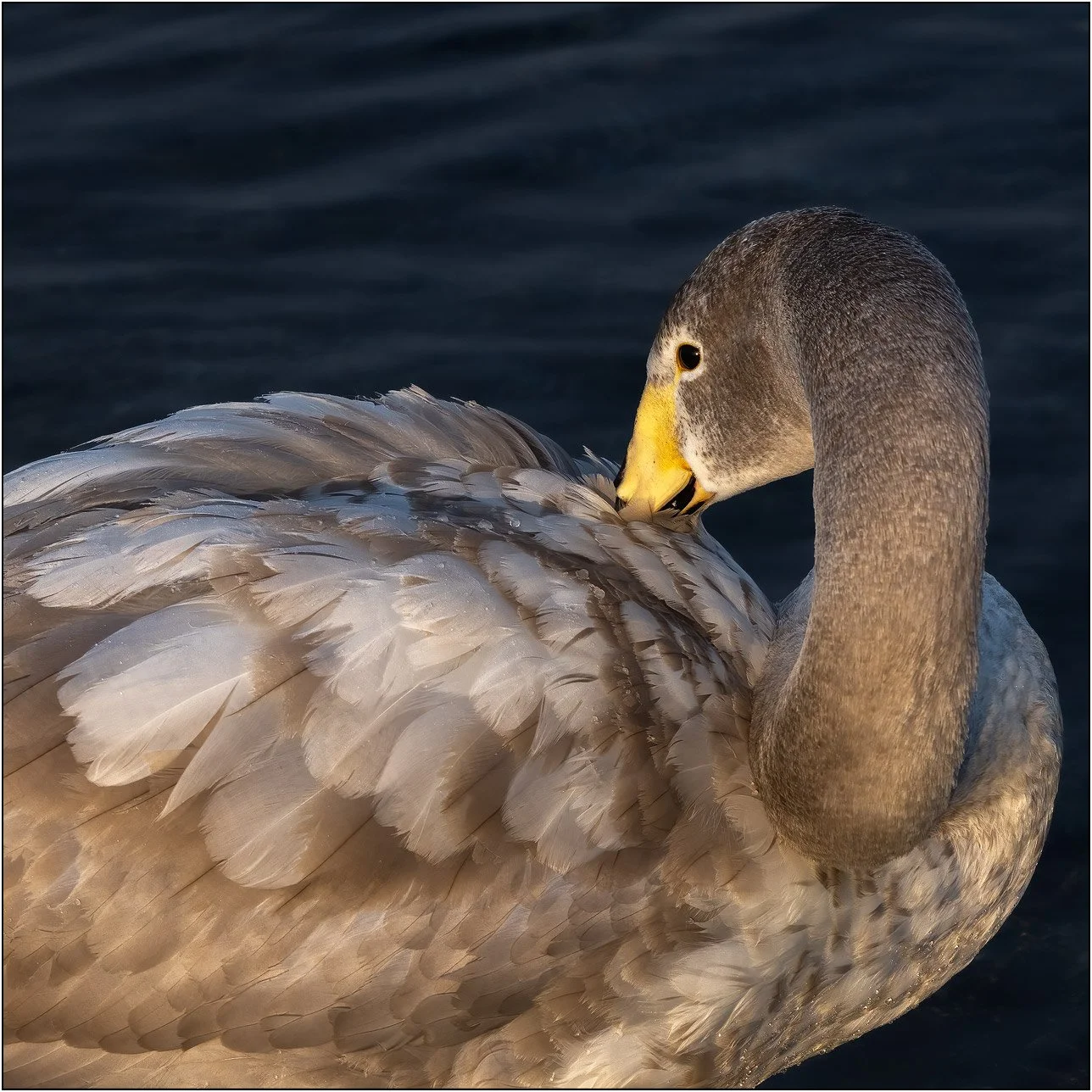 A juvenile whooper swan preening its feathers in warm golden light on dark water in Lake Kussharo, Hokkaido, Japan.