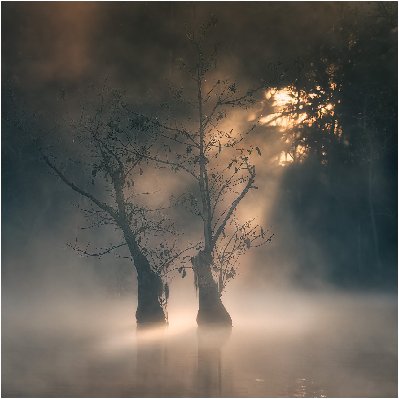 Tupelo trees in misty southern wetlands with morning light.