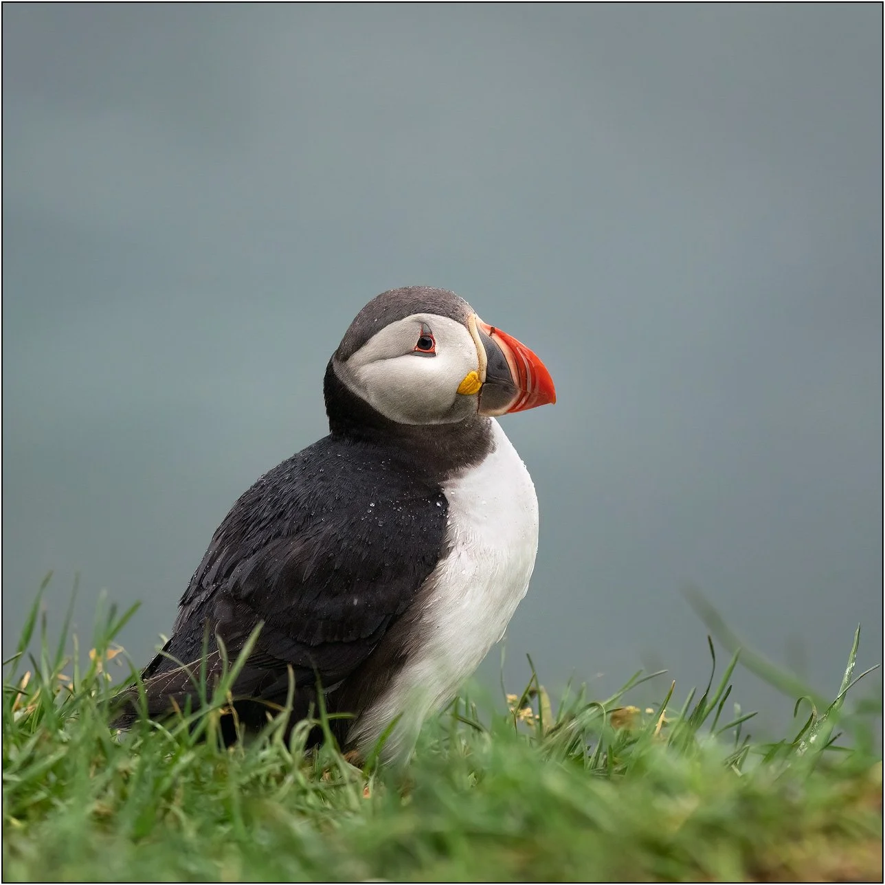 Cute puffin sitting in grass with soft blue grey background.