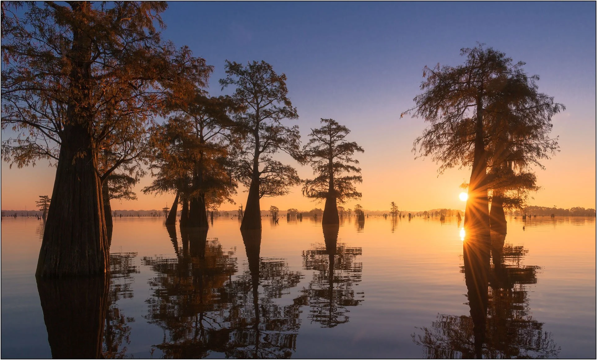 Bald cypress trees at sunrise in misty southern wetlands with soft reflections on calm water.