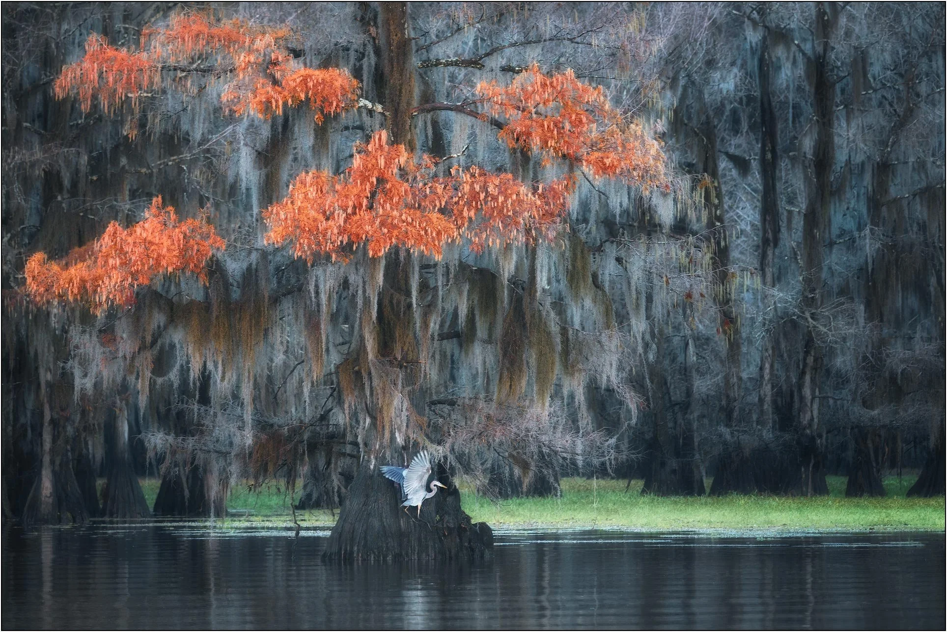 Blue heron and bald cypress trees of fall colors in southern wetlands.