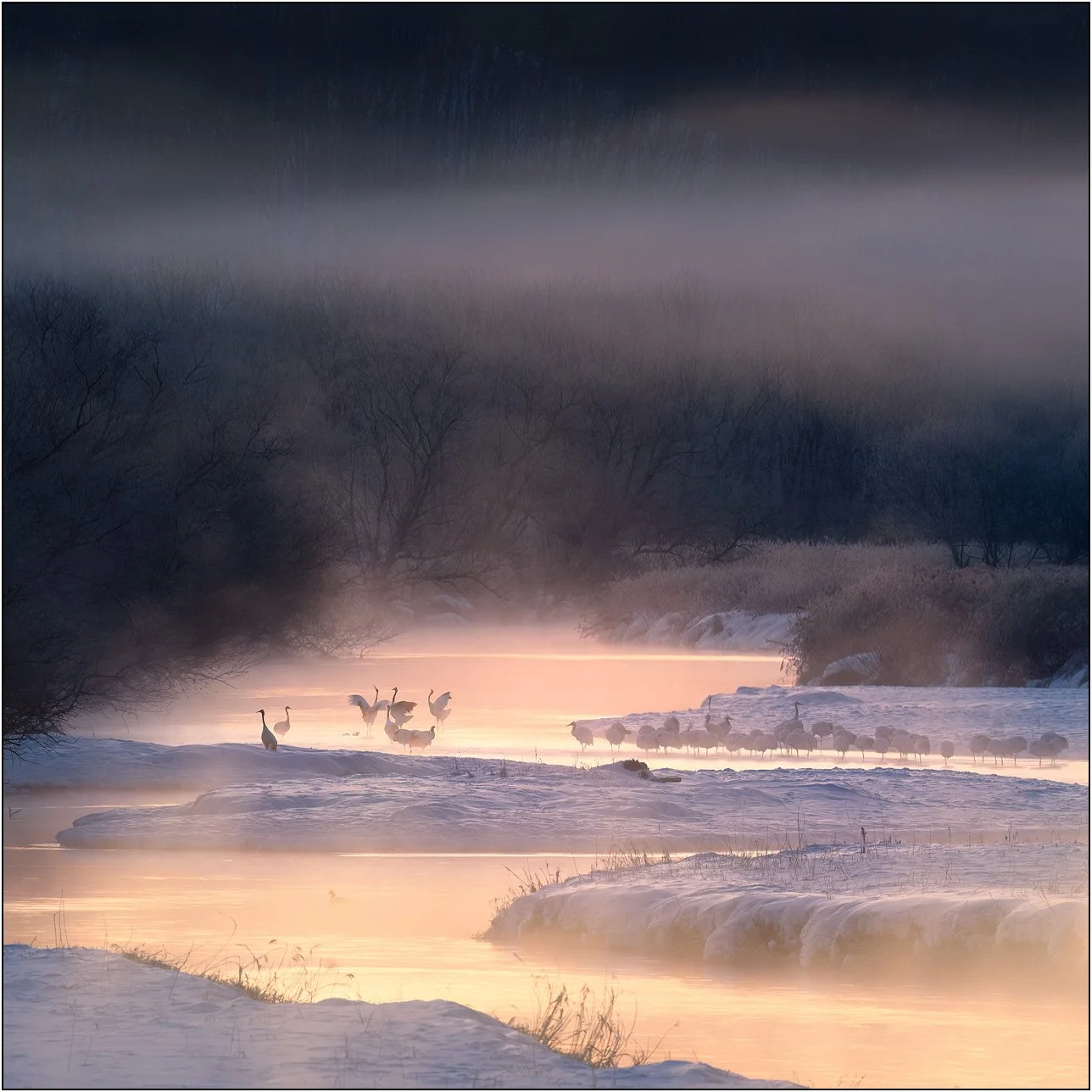 A group of red-crowned cranes gathered along a snowy river with mist and layered landscape at sunrise in Otowa, Hokkaido, Japan. 