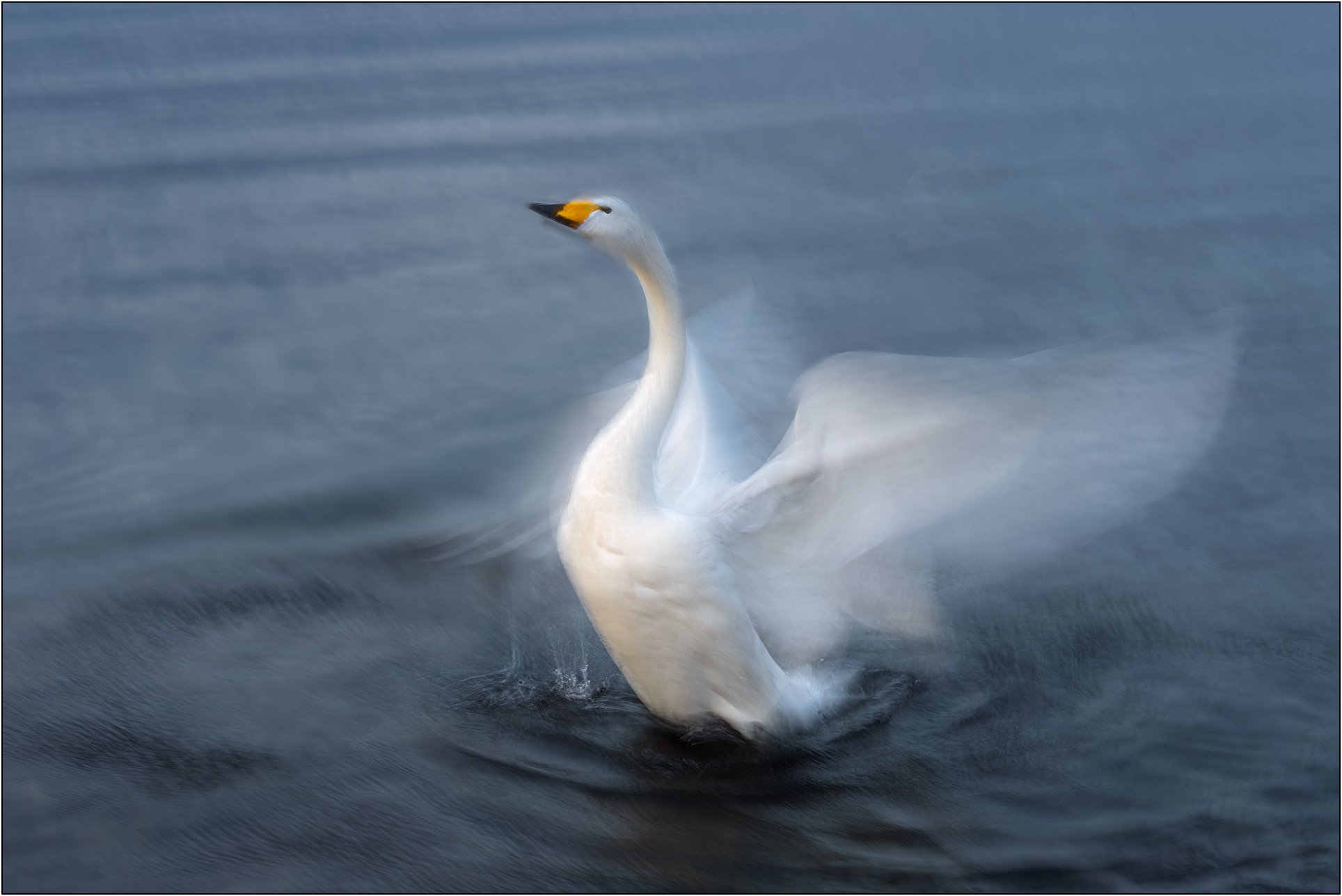 A swan flapping wings with strong motion blur creating an abstract effect, Hokkaido, Japan.