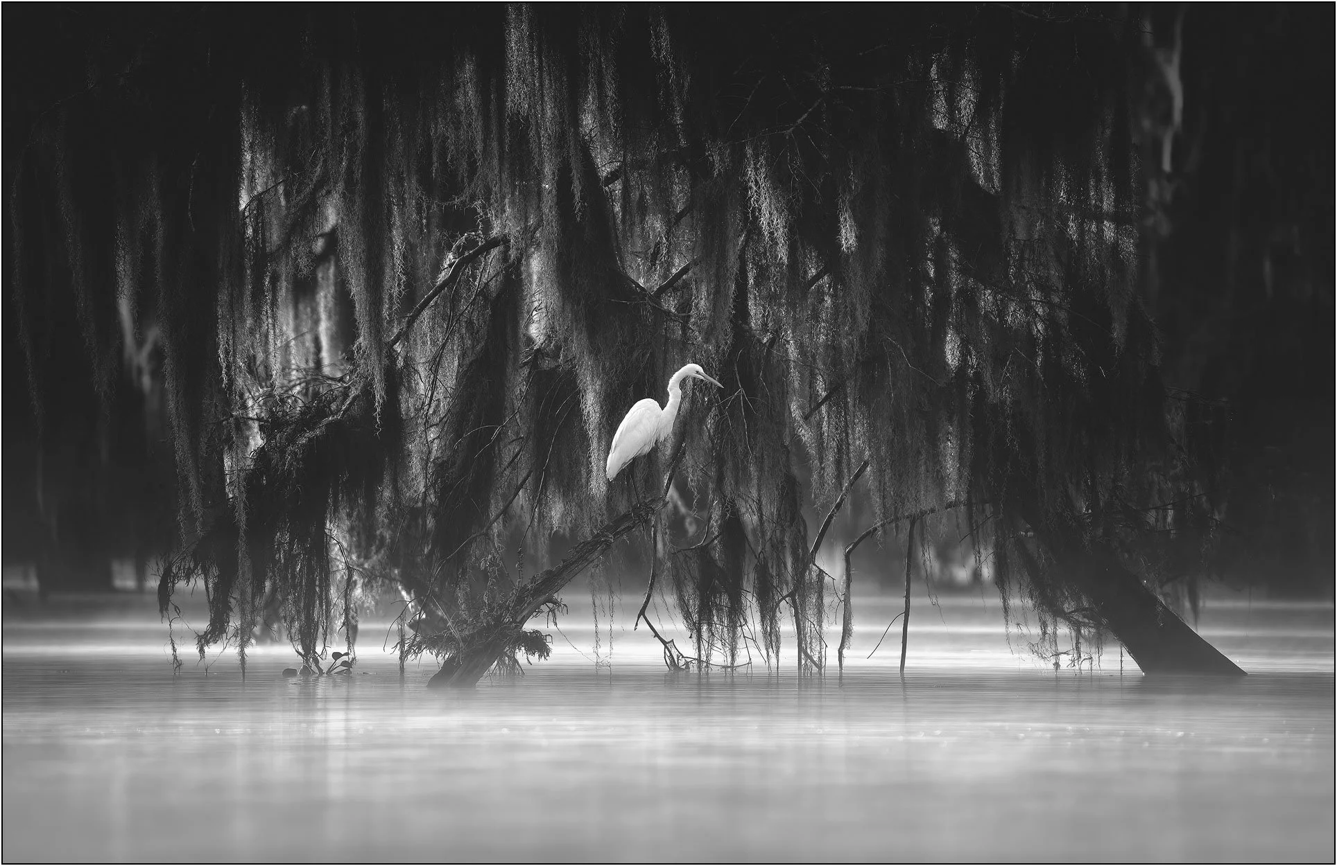 Black and white photograph of great egret standing on bald cypress tree branch in misty southern wetlands.