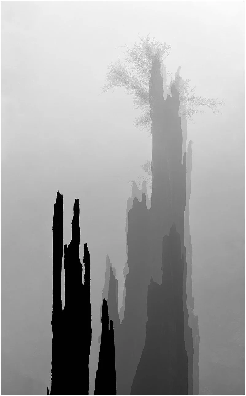 Minimalist black and white image of weathered tree forms emerging through dense fog, redwood national park, California.