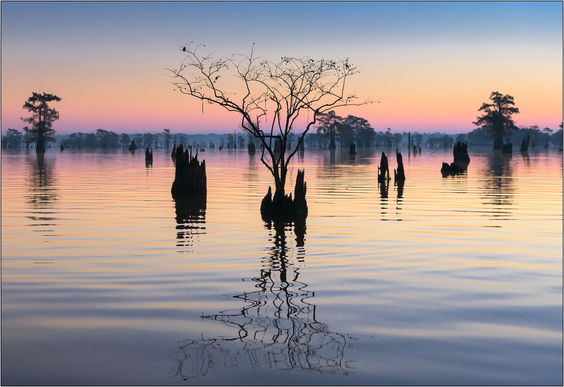 Bald cypress tree silhouette at dawn in US southern wetlands with soft reflections on calm water.