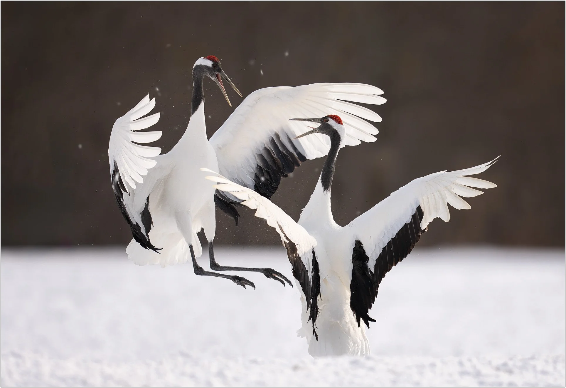 Two red-crowned cranes displaying with wings spread on a snowy field in Hokkaido, Japan.