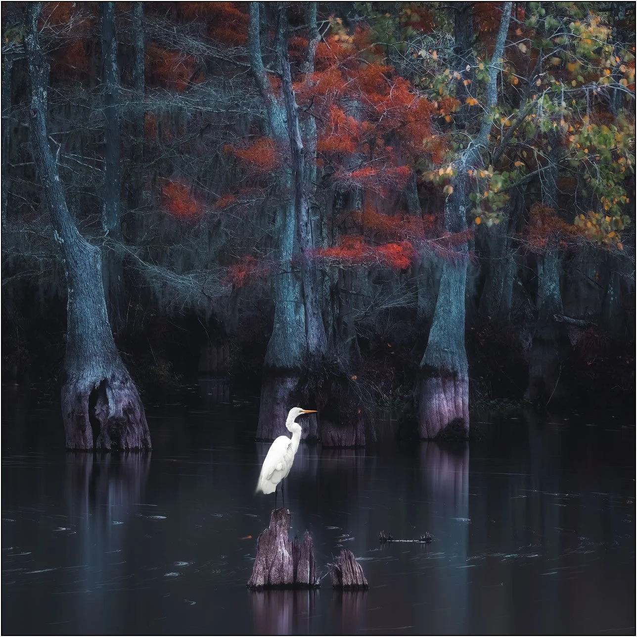 Great egret surrounded by tupelo and cypress trees in southern wetlands.