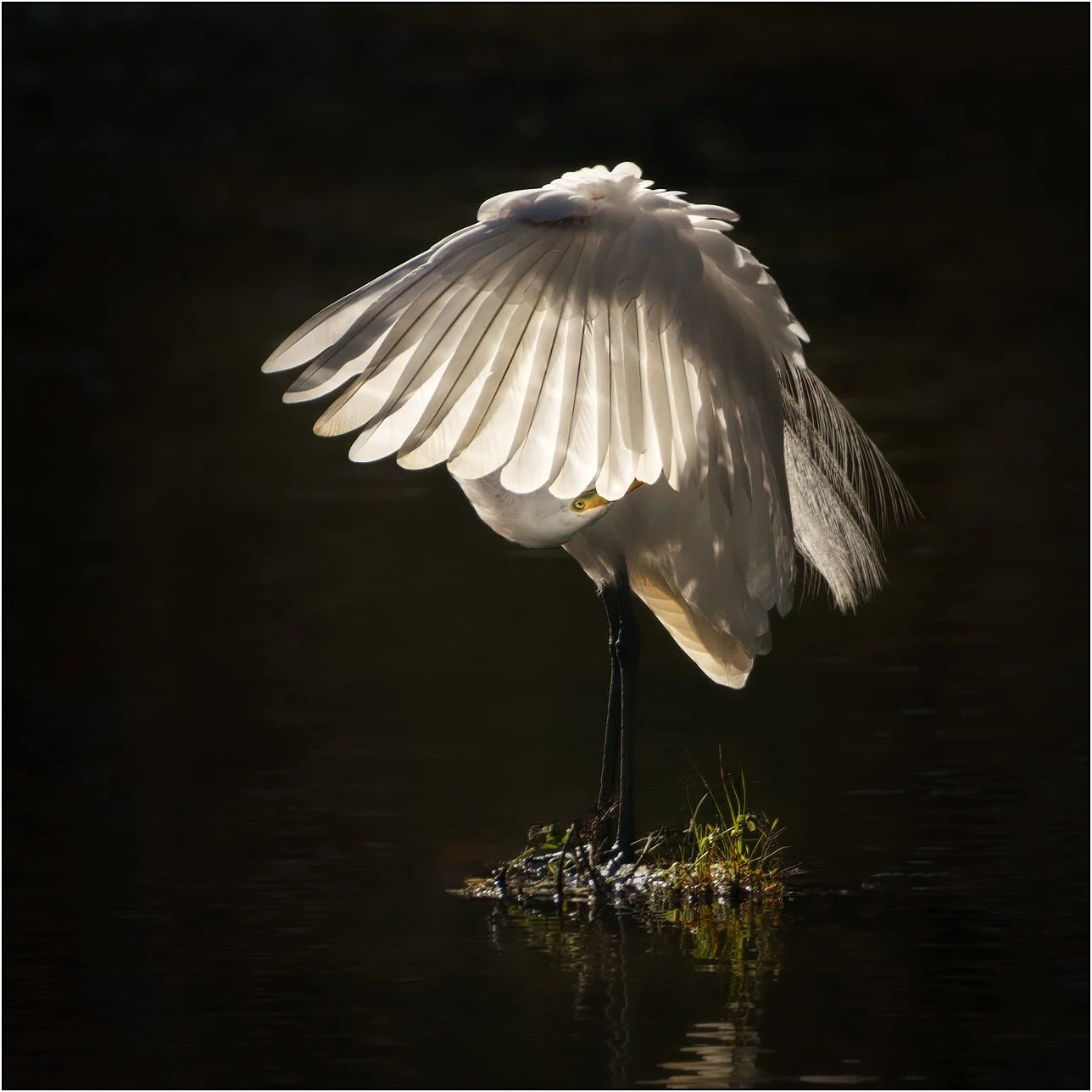 Great egret preening feathers under spotlight in southern wetlands.