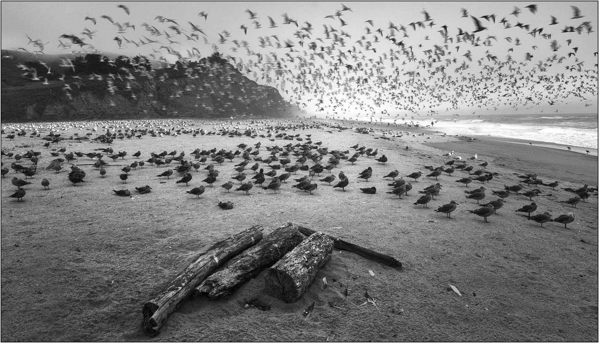Flock of birds lifting off from a beach with scattered seabirds and distant cliffs