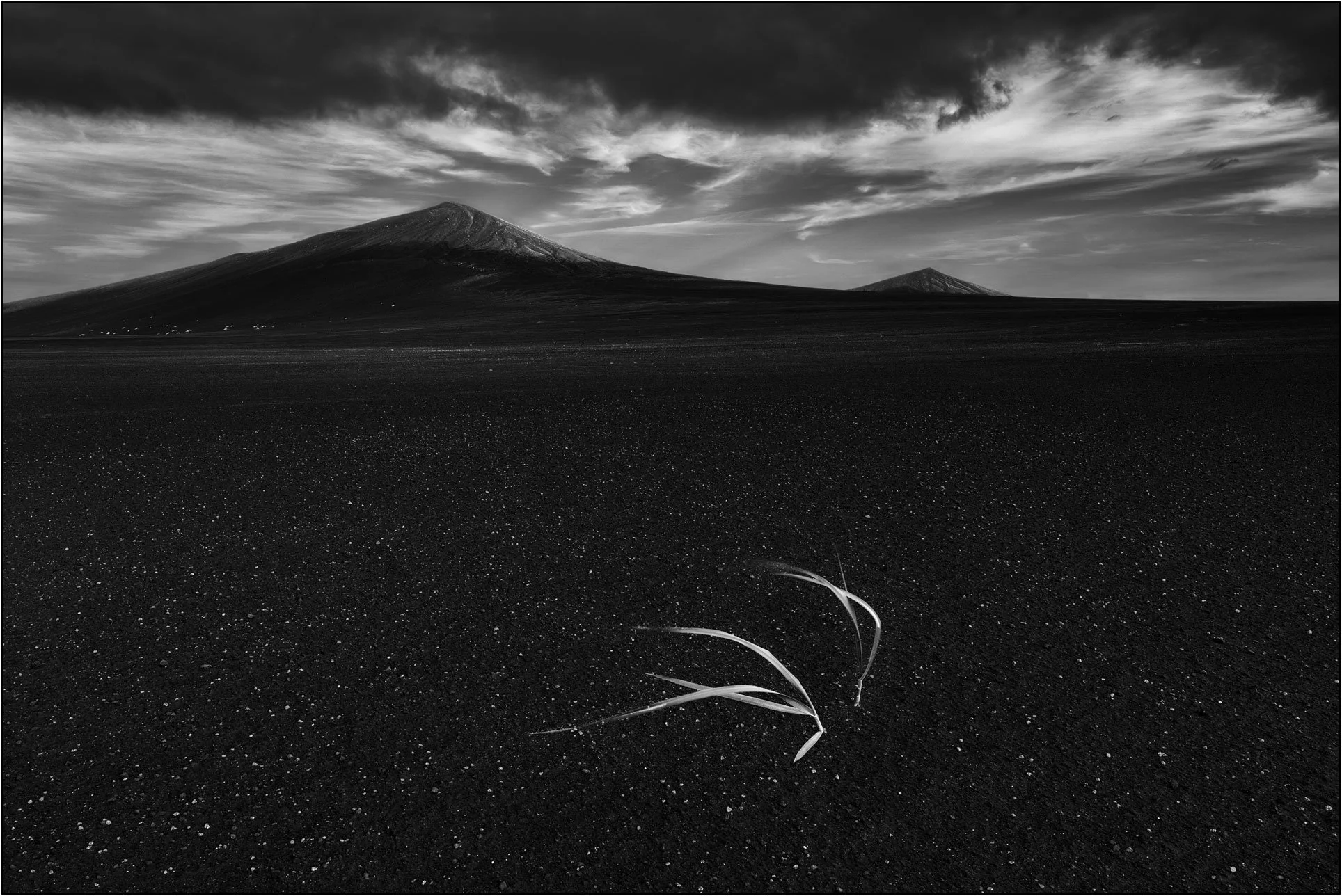Grass grows on black desert of Iceland, with distant volcanic mountains.