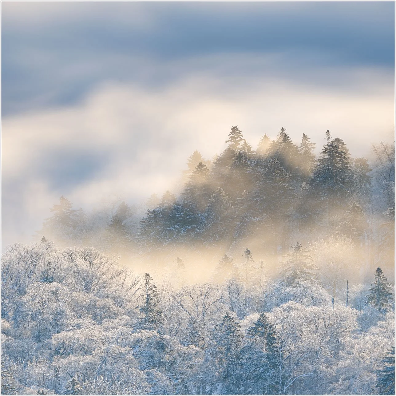 Snow-covered forest softly lit by diffused sunlight through morning fog in Hokkaido, Japan.