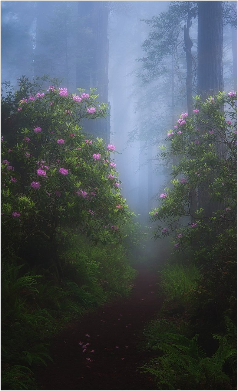 Misty forest path framed by blooming rhododendrons and soft diffused light