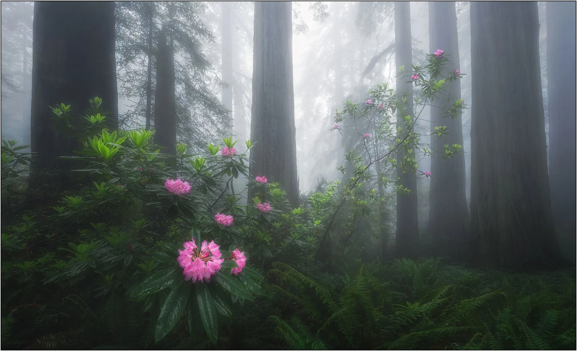 Blooming rhododendrons emerging through fog among towering redwoods