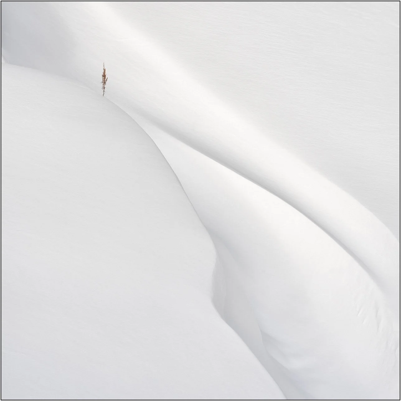 A minimalist snow landscape with a single plant emerging from smooth snow curves in Hokkaido, Japan.