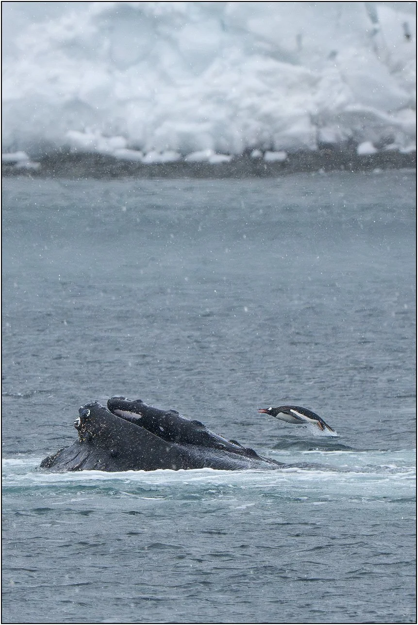 A whale and a penguin swim together in Antarctica.