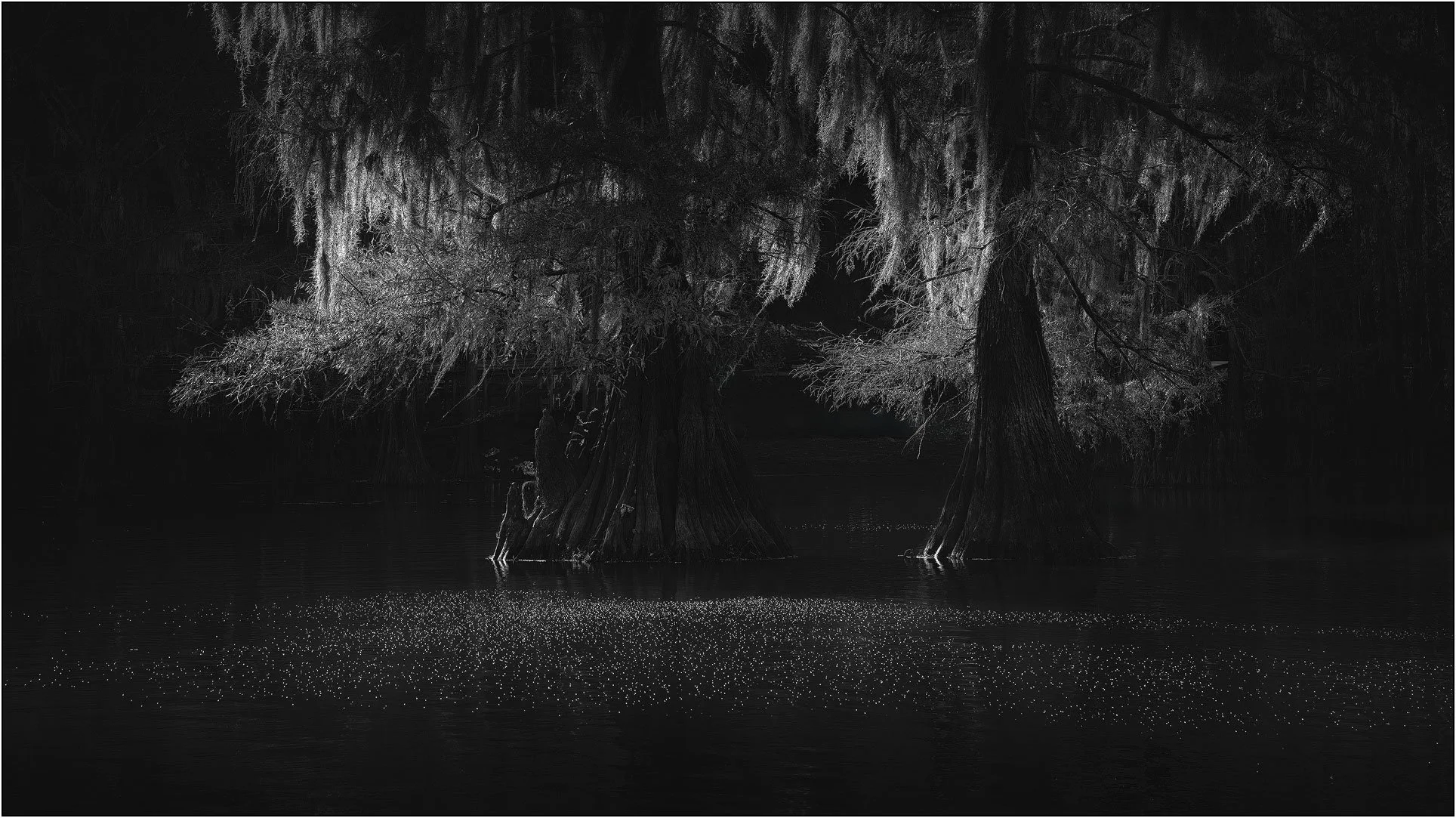 Bald cypress trees with Spanish moss in southern wetlands, reflected in dark water with soft light.