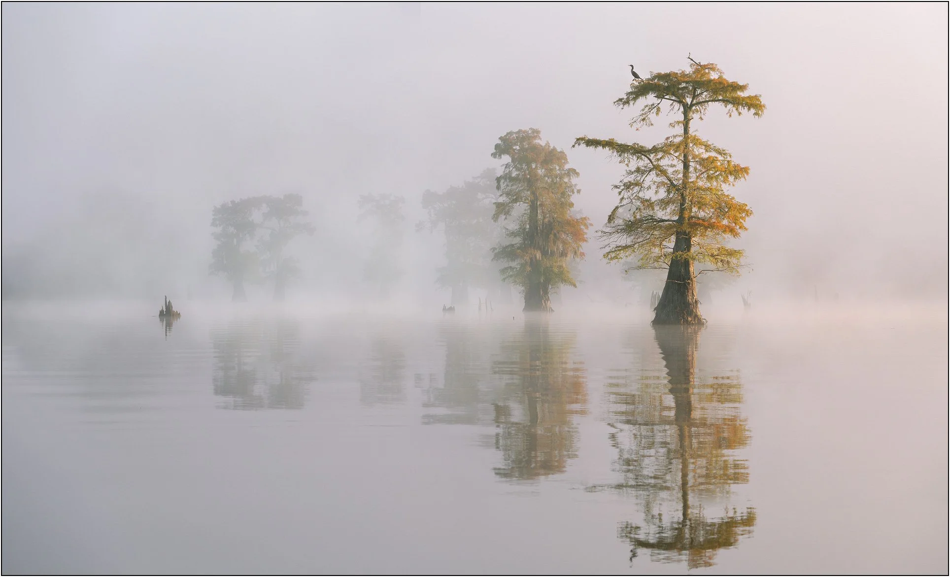Cypress trees in misty wetlands with soft reflections on calm water, and soft morning light.