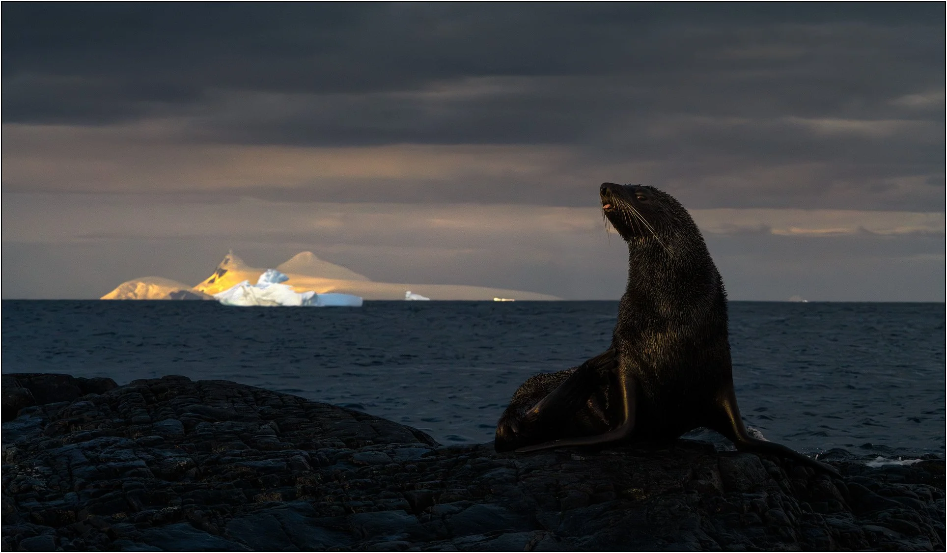 Fur seal on a small island with icebergs floating behind at dusk in Antarctica.