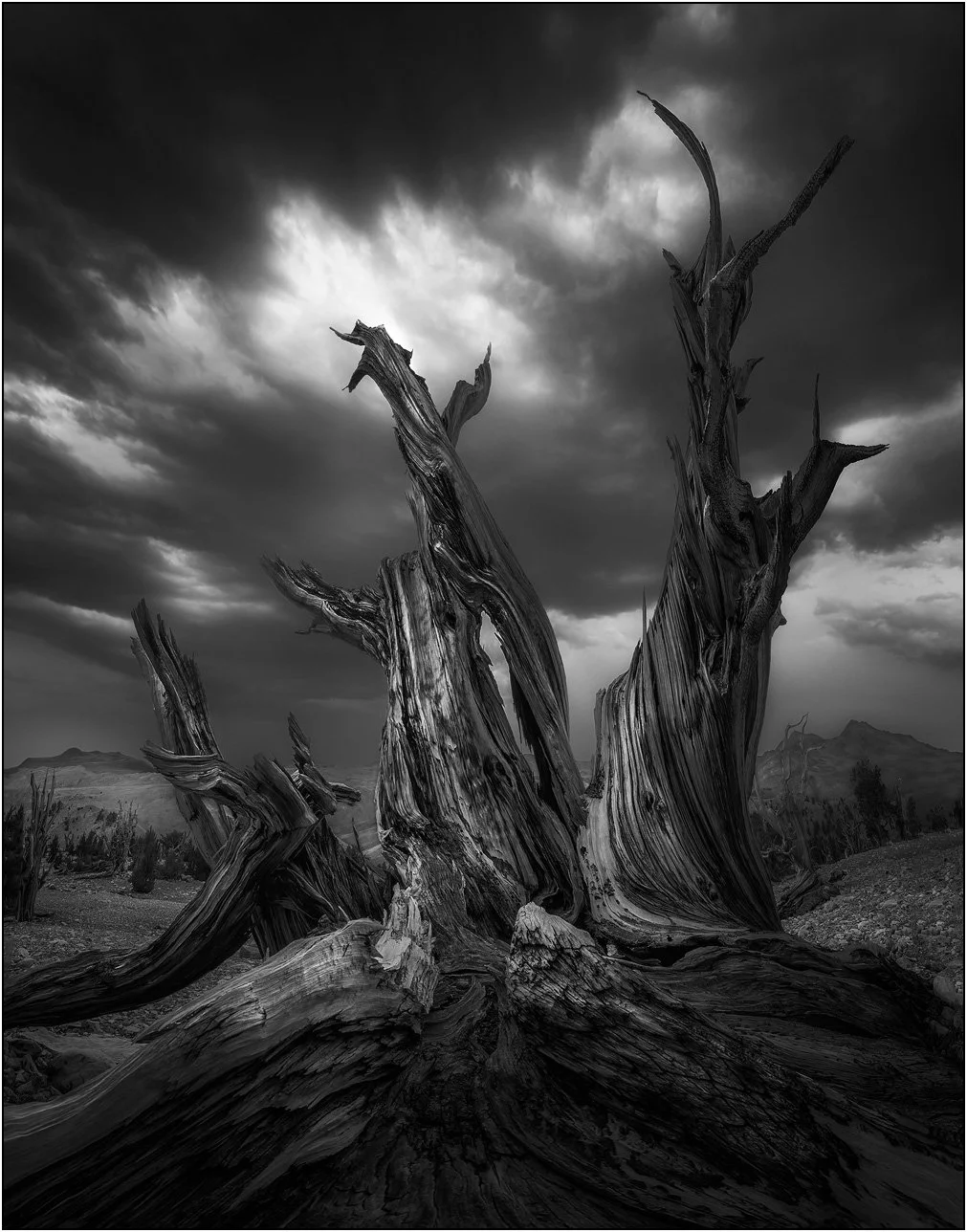 Ancient bristlecone tree under dramatic sky (black and white)